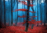 Autumn  Forest